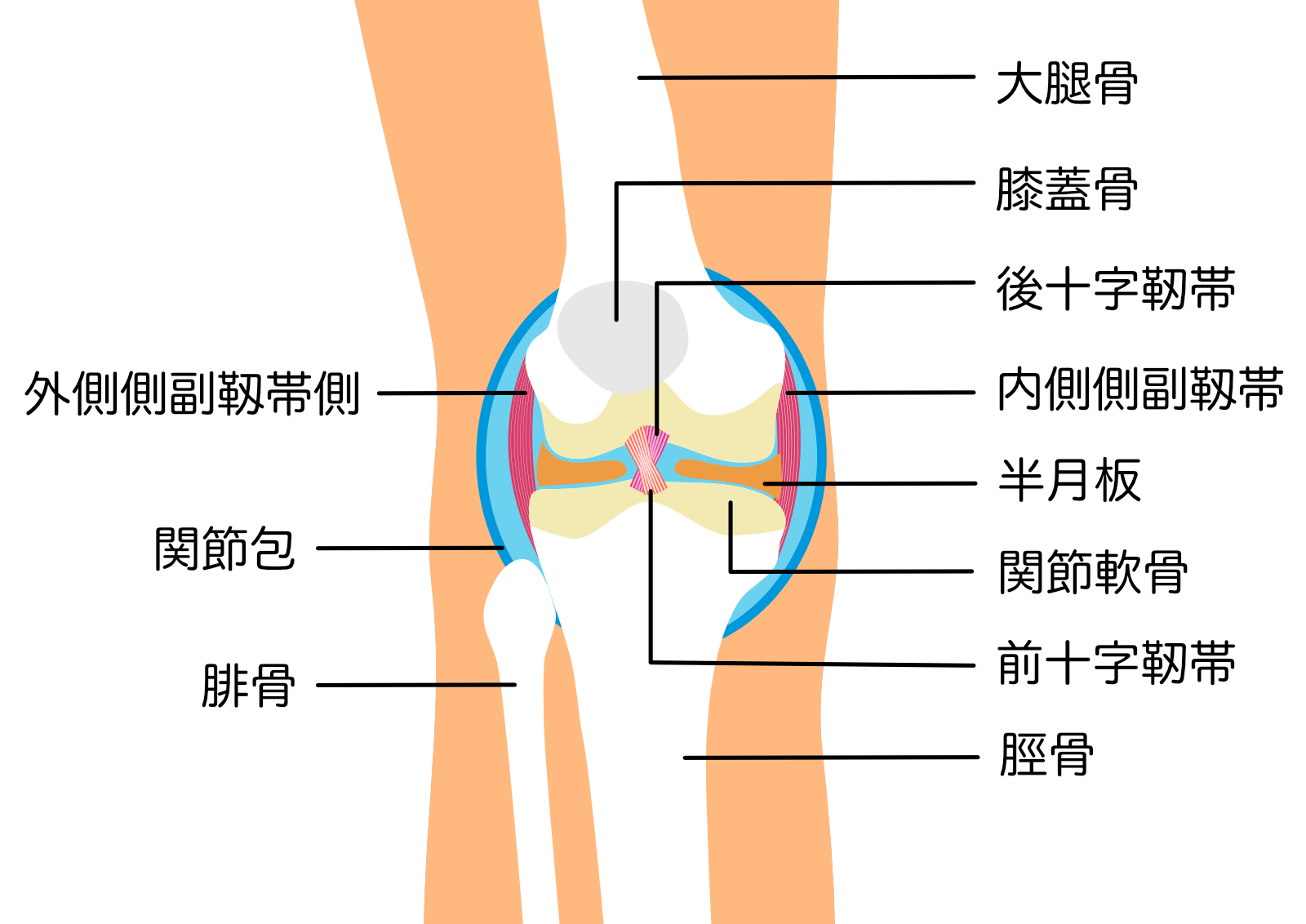 膝靭帯損傷｜新中野整形・リハビリテーションクリニック 整形外科